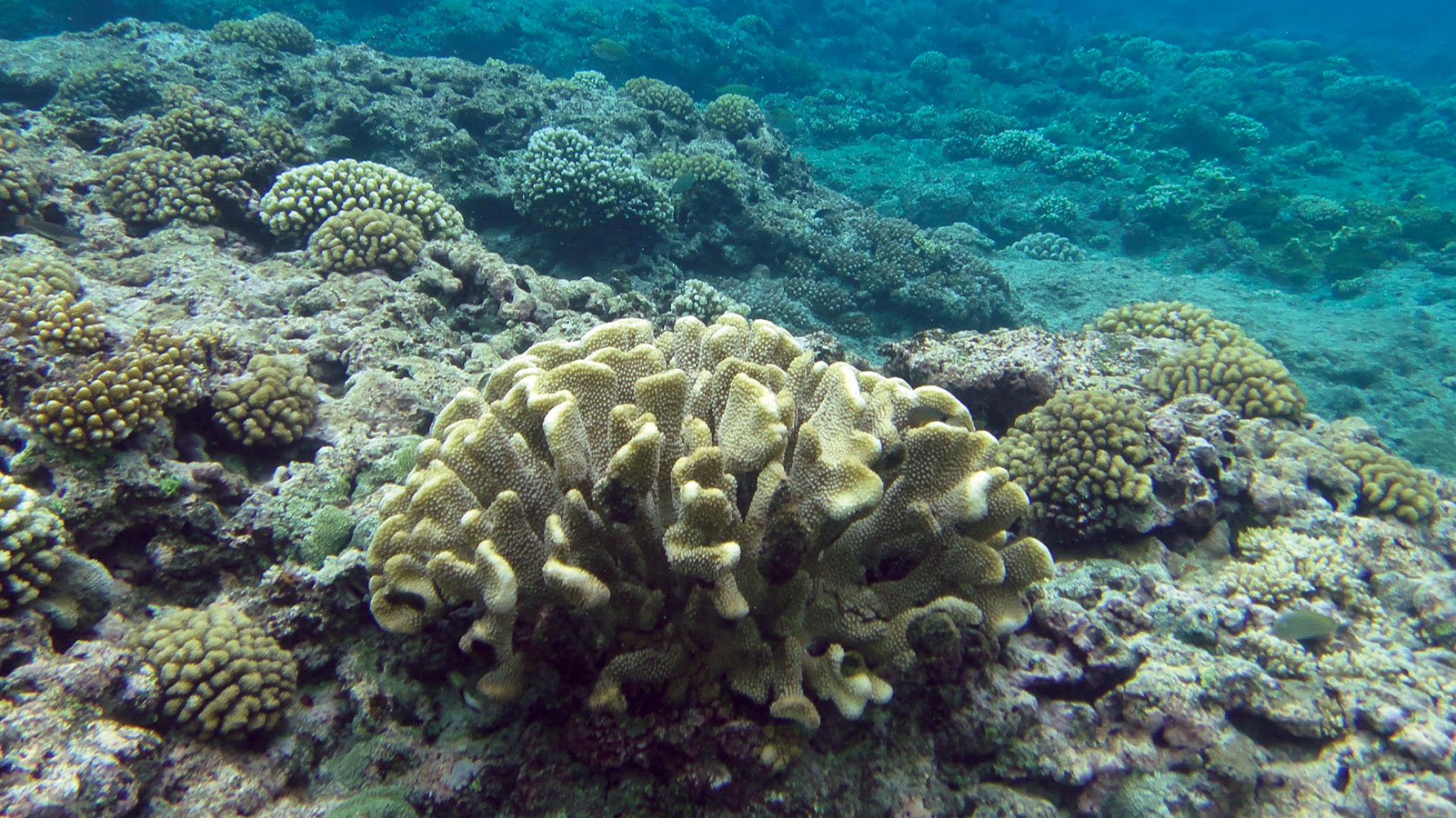 Coral reef in Hawaii